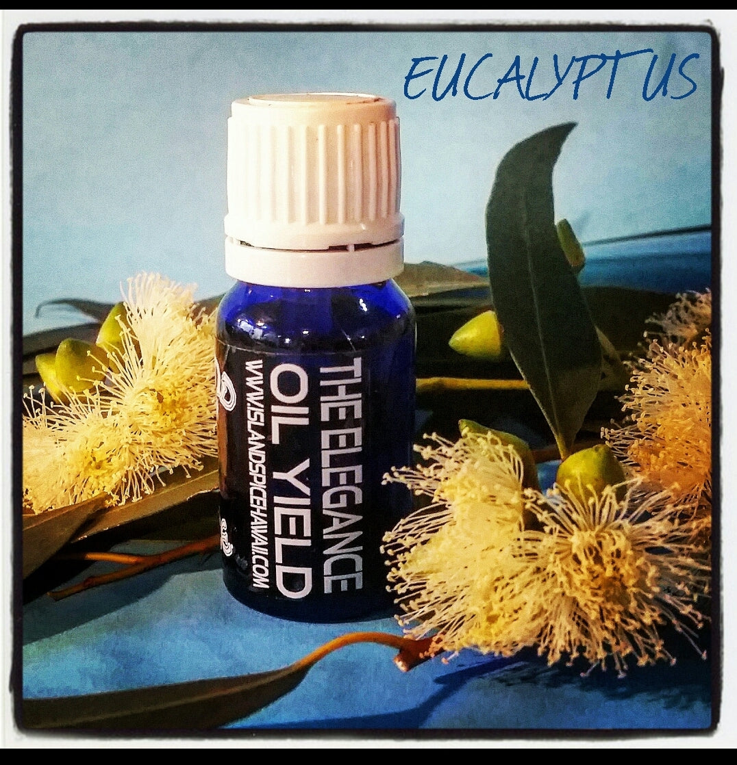 Oil Yield (essential oil) Eucalyptus 10ml